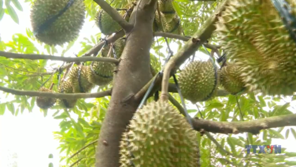 Xuất khẩu rau quả tăng trưởng mạnh