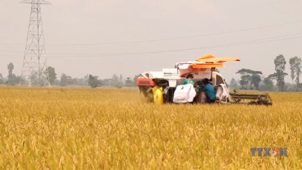 Tốn thất hàng tỷ USD mỗi năm do bảo quản sau thu hoạch yếu kém