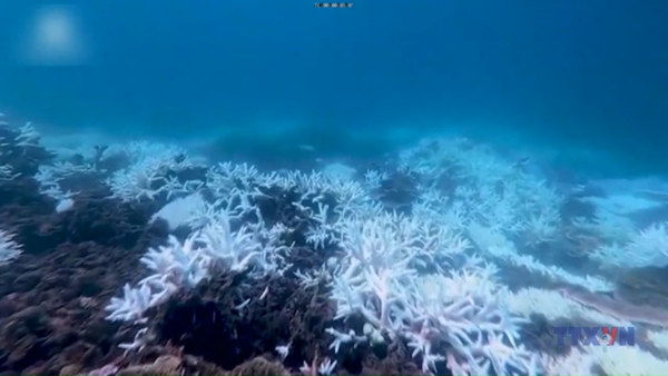 Các rạn san hô trên thế giới đang vượt qua giới hạn sinh tồn