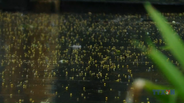 Từ 13-15/10, Hà Nội và nhiều tỉnh miền Bắc mưa to đến rất to