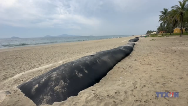 Bờ biển Cửa Đại “lột xác” từ giải pháp đê ngầm