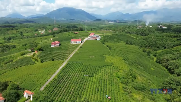 Phát triển vùng chè Đường Hoa trở thành thương hiệu mạnh