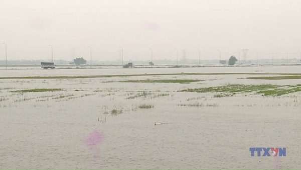 Hàng trăm ha lúa sắp thu hoạch bị vùi trong biển nước