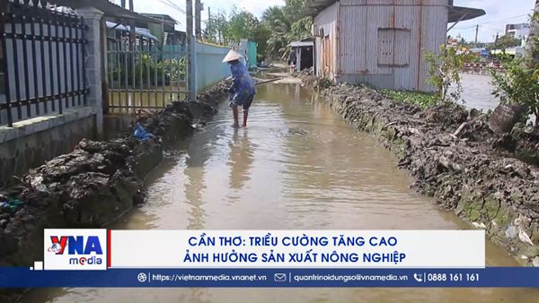 Cần Thơ: Triều cường tăng cao ảnh hưởng sản xuất nông nghiệp