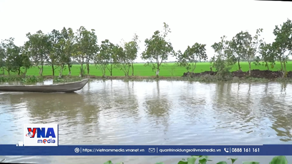 Nông dân Đồng Tháp căng mình chống lũ bảo vệ ruộng vườn