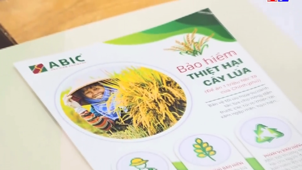 Bảo hiểm Agribank triển khai bảo hiểm thiệt hại cây lúa