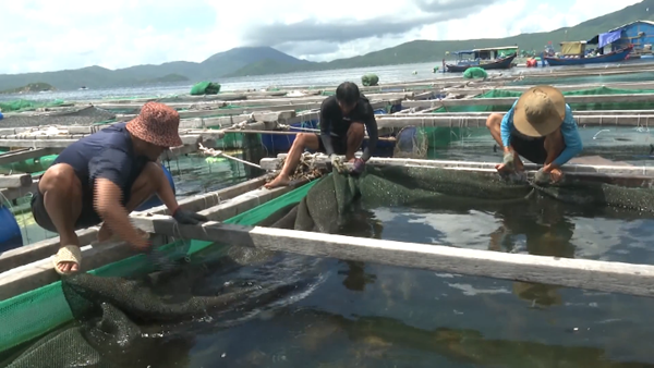 Ngư dân khẩn trương thu hoạch tôm hùm