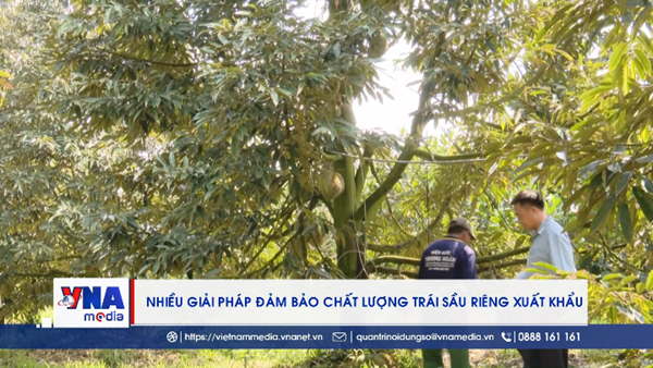 Nhiều giải pháp đảm bảo chất lượng trái sầu riêng xuất khẩu