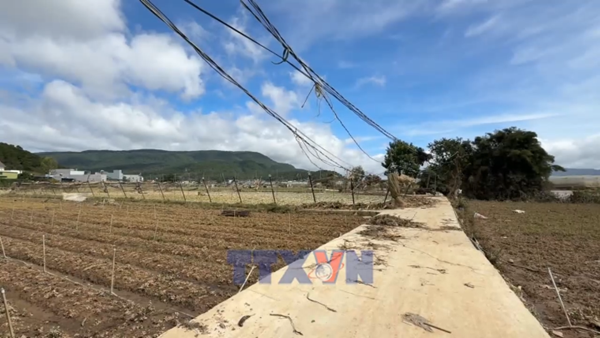 Thủ phủ rau của Lâm Đồng gượng dậy sau trận lũ lịch sử