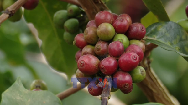 Cà phê Sơn La được mùa, được giá