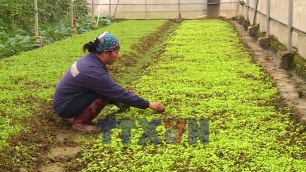 Khẩn trương sản xuất vụ đông phục vụ nhu cầu cuối năm