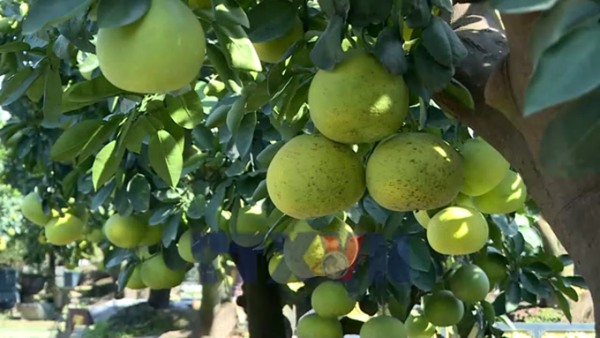 “Thủ phủ” quất, bưởi cảnh Văn Giang sẵn sàng cho thị trường Tết