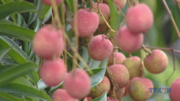 Quảng bá du lịch nông nghiệp qua mùa vải Thanh Hà