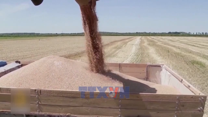 Dự trữ gạo của Ấn Độ tăng kỷ lục