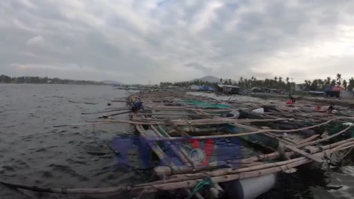 Người nuôi trồng thiếu con giống, thiếu vốn