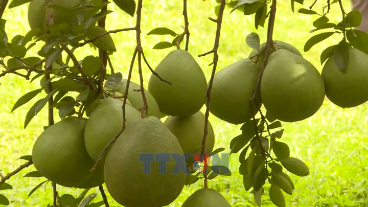 Bưởi Tết có xu hướng tăng giá do mất mùa