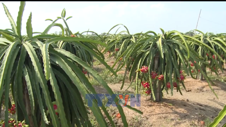 Nỗ lực tạo ra chuỗi giá trị sản phẩm cho trái thanh long