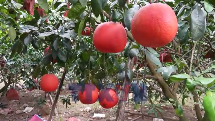 Thanh Hóa: Đặc sản mang sắc đỏ may mắn hút khách dịp Tết