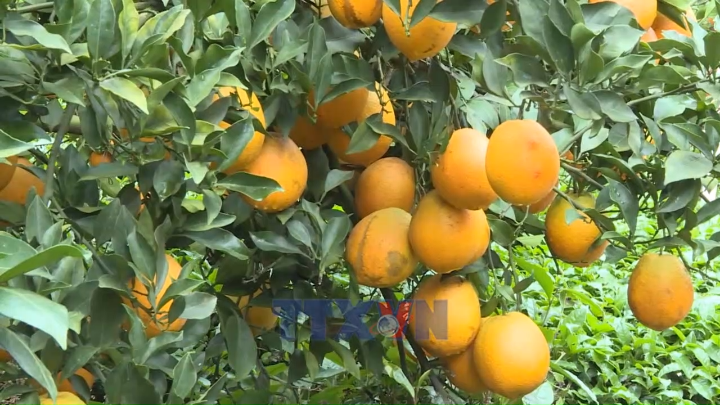 Trải nghiệm mùa cam ly trên cao nguyên Mộc Châu