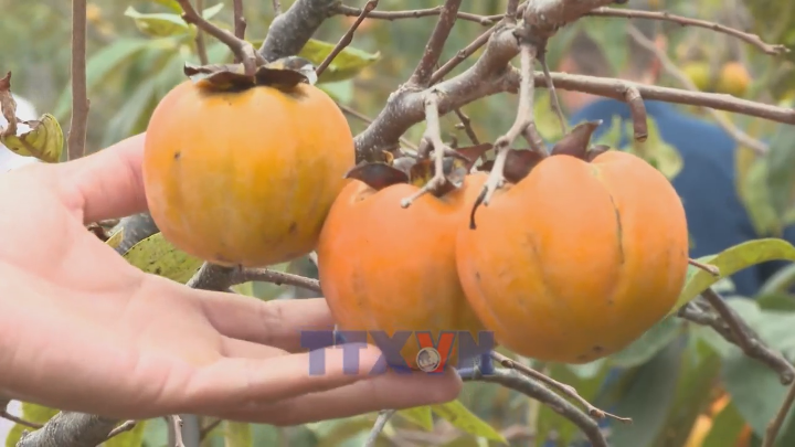 Phát triển nghề trồng hồng cảnh phục vụ thị trường Tết