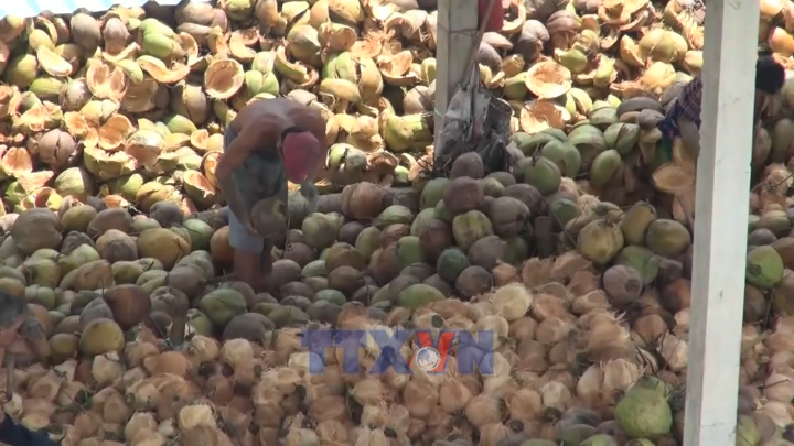 Khai mở giá trị tỷ đô cho xuất khẩu dừa Vĩnh Long