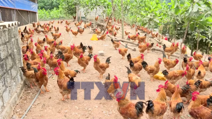 Gà đồi Chí Linh sẵn sàng cho thị trường Tết