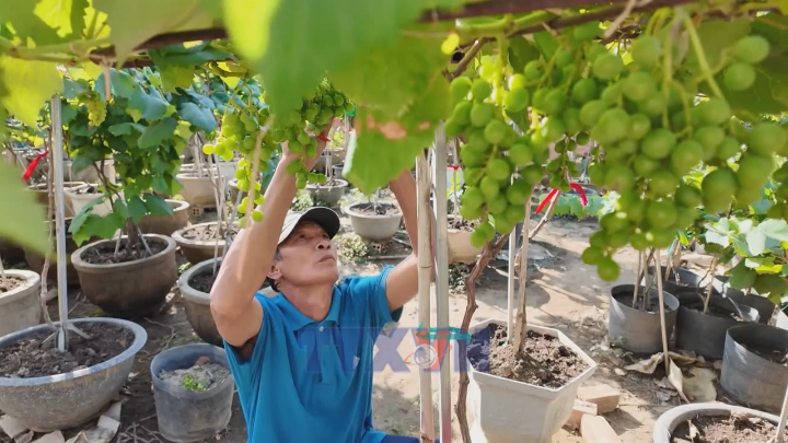 Nho cảnh Khánh Hòa đắt hàng dịp Tết