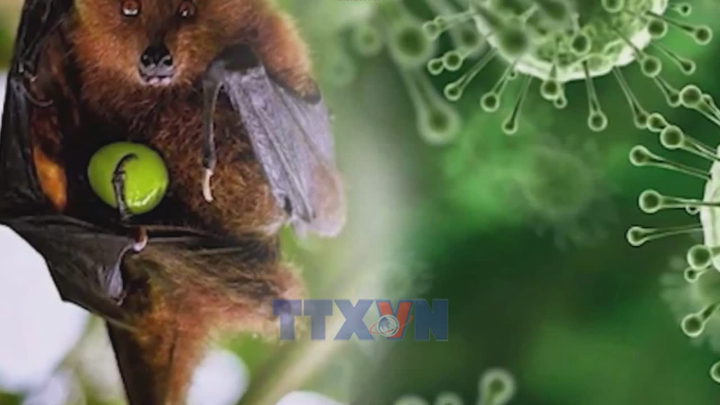 Việt Nam chưa ghi nhận trường hợp mắc bệnh do virus Nipah