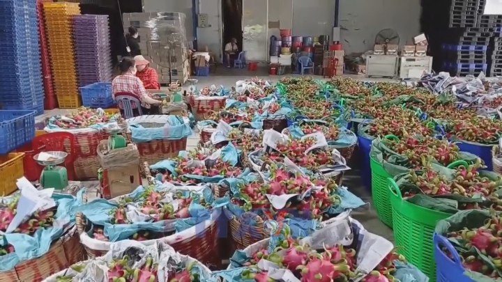 Vùng chuyên canh thanh long Đồng Tháp vào mùa Tết