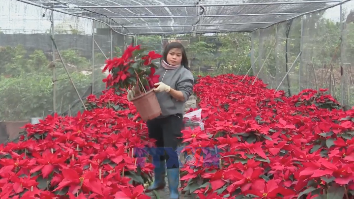 Nông dân Hưng Yên làm giàu từ nghề trồng hoa, cây cảnh