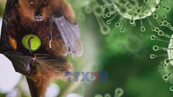 Sở Y tế Hà Nội yêu cầu tăng cường phòng, chống bệnh do vi rút Nipah