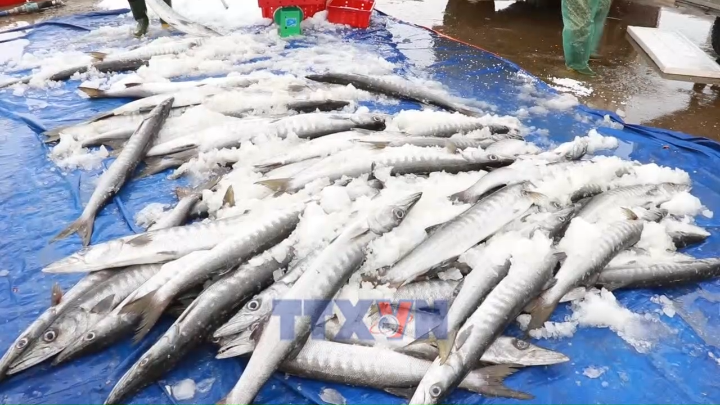 Ngư dân Quảng Trị bội thu những chuyến biển cuối năm