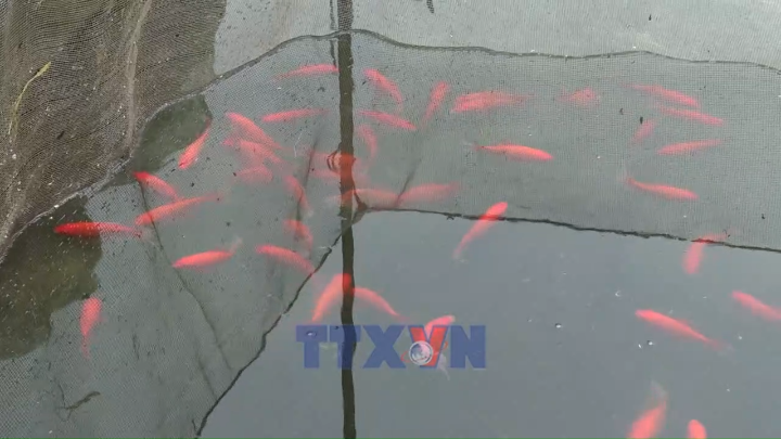 Làng cá chép đỏ Ninh Châu hối hả chuẩn bị ngày 23 tháng Chạp