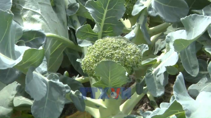 “Vựa rau” lớn của tỉnh Quảng Trị được mùa nhưng mất giá