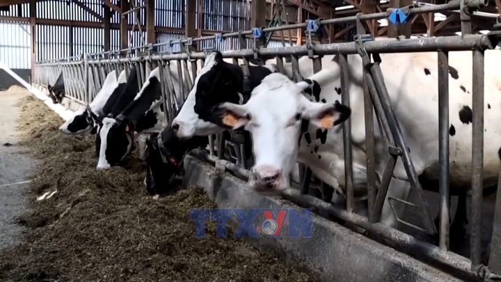 Trung Quốc giảm thuế đối với các sản phẩm sữa của EU