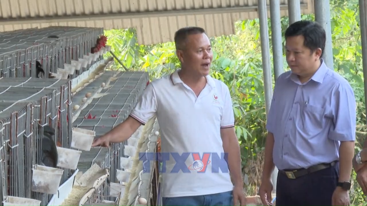 Nuôi gà tre giống mang lại hiệu quả kinh tế