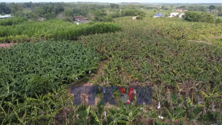 Đồng Nai mở rộng thị trường xuất khẩu chuối