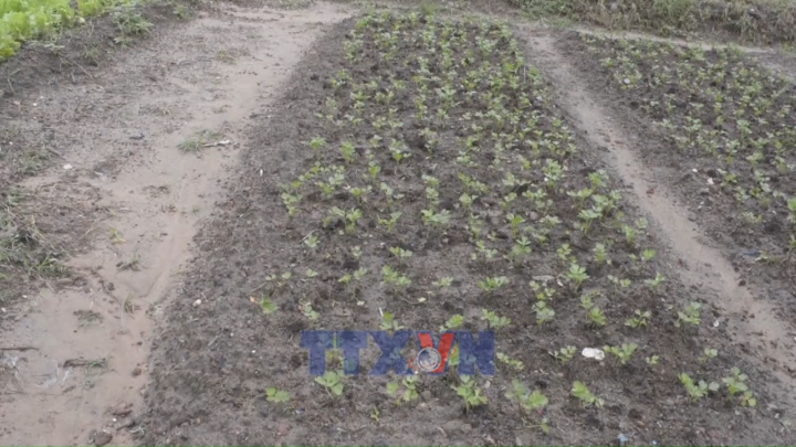 Tham chiếu: Lời giải cho “cơn sốt” giá phân bón