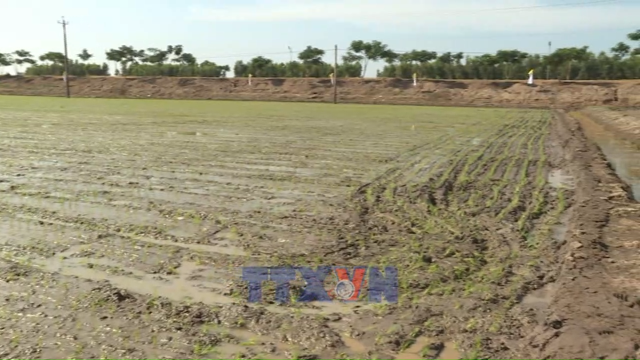 Gạo phát thải thấp: “Mắt xích” quan trọng trên hành trình net zero