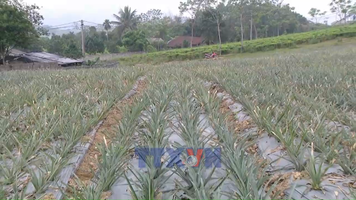 Nhiều mô hình kinh tế ở Tuyên Quang phát huy hiệu quả