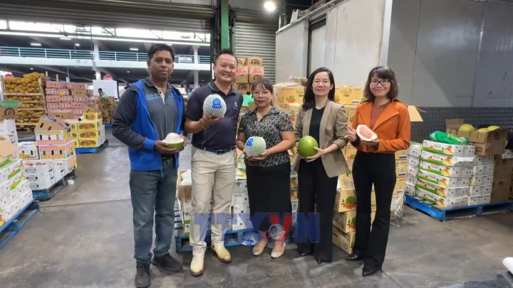 Trái bưởi - Cột mốc mới cho nông sản Việt Nam xuất khẩu sang Australia