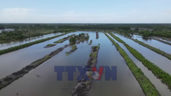 Cà Mau: Người nuôi gặp khó vì giá tôm giảm