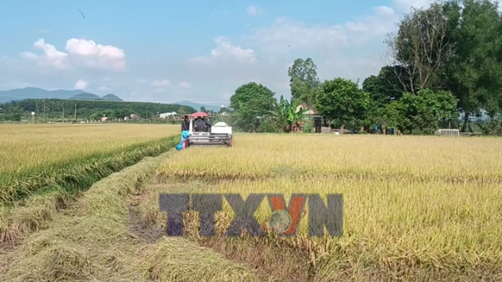 Năng suất lúa ST 25 ở Tây nguyên đạt 13 tấn mỗi hecta