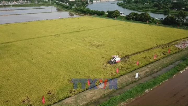 Lúa phát thải thấp mở ra cơ hội chuyển mình cho gạo Việt