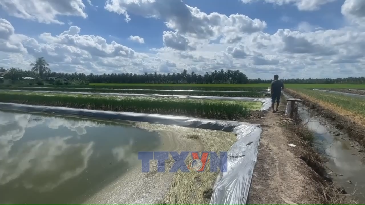 Tín dụng chính sách tiếp sức nông dân Vĩnh Long phát triển kinh tế