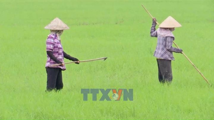 Nâng diện tích lúa giảm phát thải gắn với bài toán sử dụng phân bón đúng