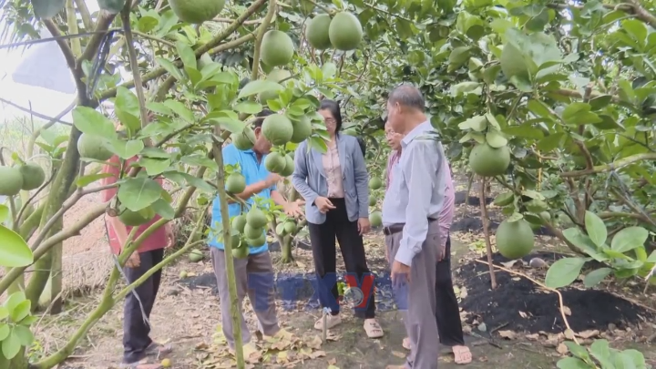 Đồng Tháp nâng cao chất lượng trái bưởi da xanh phục vụ xuất khẩu