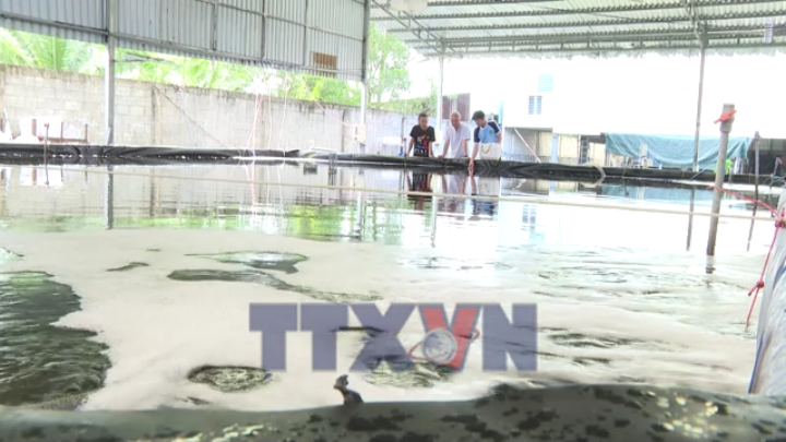 Nuôi mực lá trên bể cạn, hướng đi mới cho nuôi biển công nghệ cao