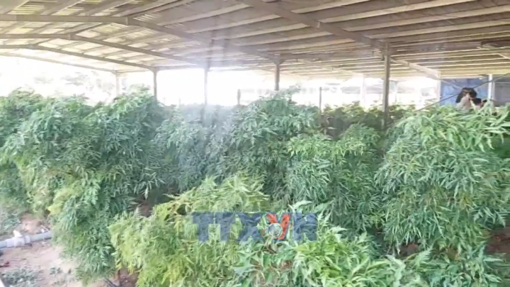 Kết nối tiêu thụ nông sản, mở rộng chuỗi liên kết sản xuất