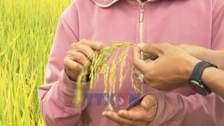 Hình thành chuỗi giá trị gạo ST25